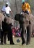 این بار فیل ها برای سال نو میلادی در نپال پا به توپ شدند.