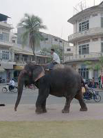 این فیل دوست ندارد به خانه برگردد