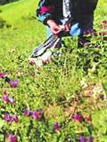 اگر می‌خواهید گیاهخوار شوید ...