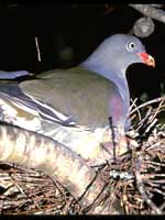 از دیدن کبوتر های آبی تعجب نکنید