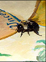 تابلوی گل زنبورها را گول می زند!